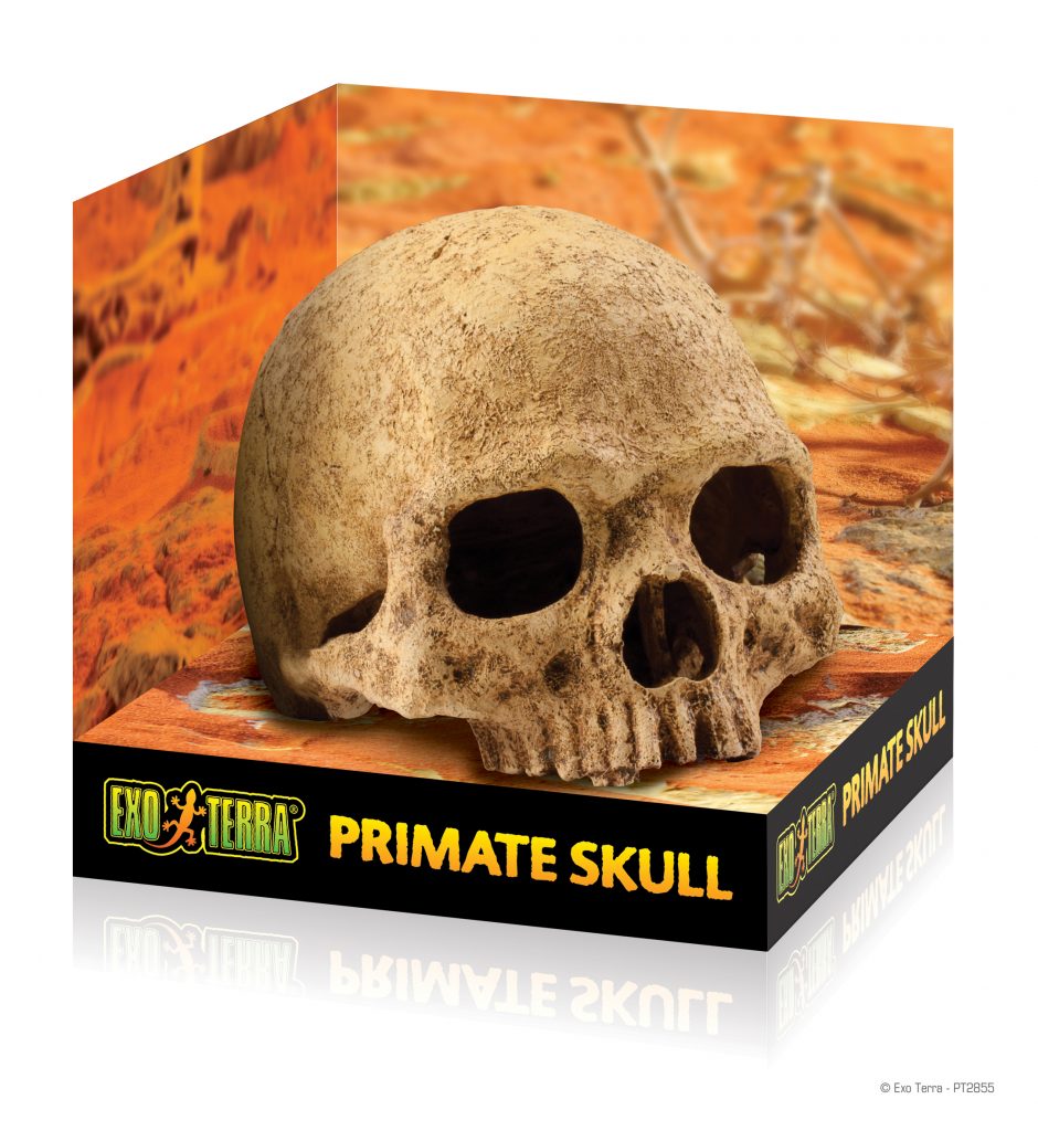 ExoTerra Primate Skull koponya 15cm