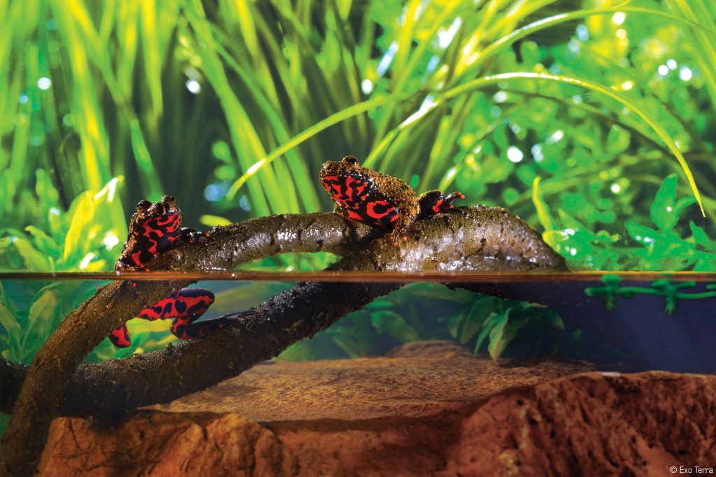 Exo Terra Jungle Vine – dekorációs lián terráriumba. Nagy