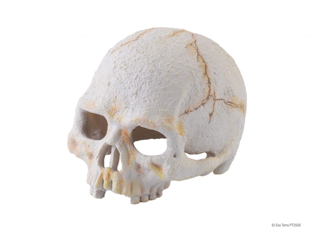 ExoTerra Primate Skull koponya 10cm