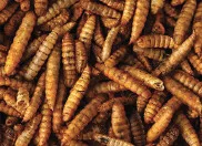 Haquoss | Black Soldier Fly Larvae | Szárított katonalégy lárva rovarevőknek - 1000 ml - Image 2