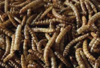 Haquoss | MEALWORMS GOURMET| Szárított lisztkukac - 1000 ml - Image 2