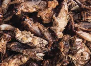 Haquoss | Crickets Gourmet | Szárított tücsök hüllők számára - 100 ml - Image 2