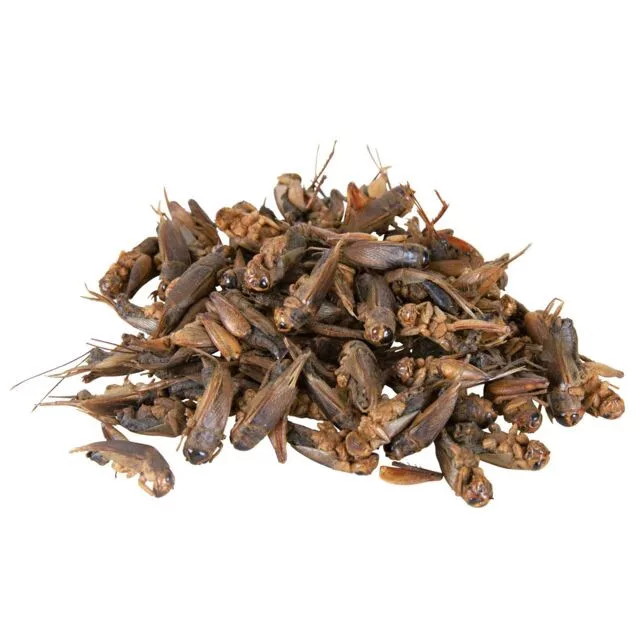 Trixie Crickets | Szárított tücsök - 250 ml - Image 2