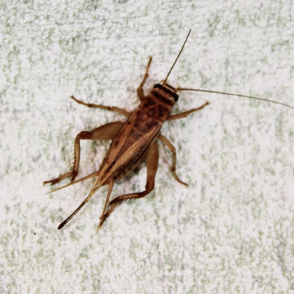 Barna tücsök | 5-ös méret (2-3 cm) | Nagy - Image 2