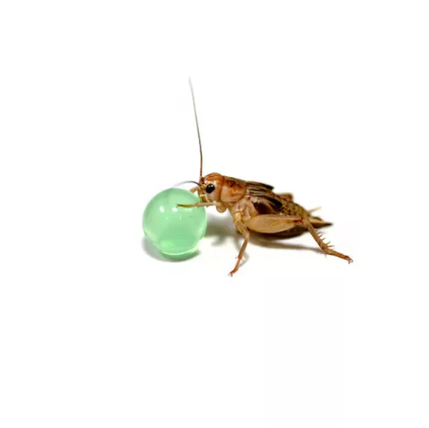 HabiStat | H2O Balls Multicolour | Hidratáló vízgolyók hüllők és rovarok számára - 500 g - Image 2