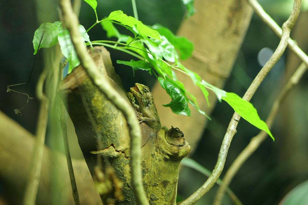 Vitorlásgekkó természetes hatású terráriumban